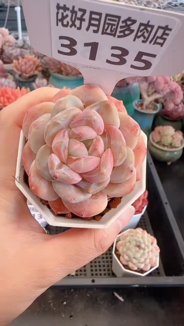 【闪购商品】3135.