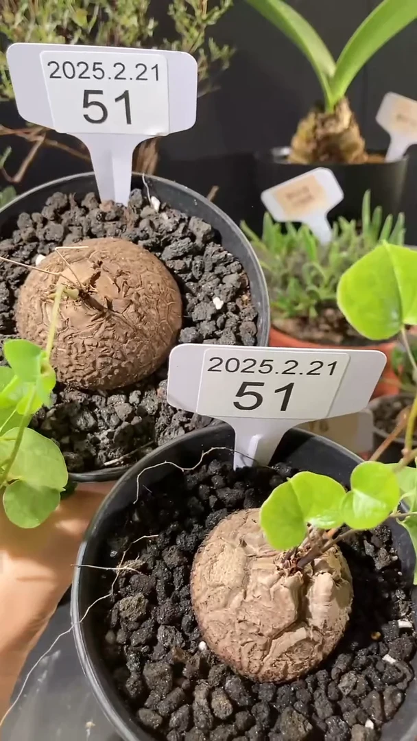 【闪购商品】南非龟甲龙2.21.51