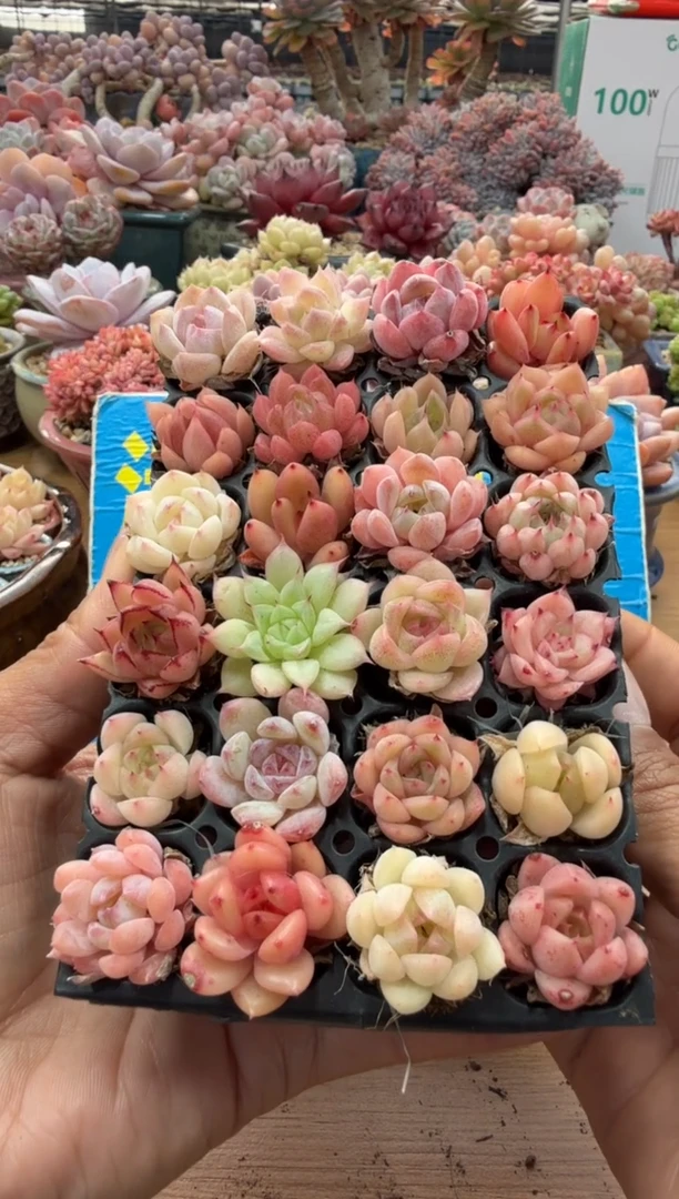 东云多肉园二店-137