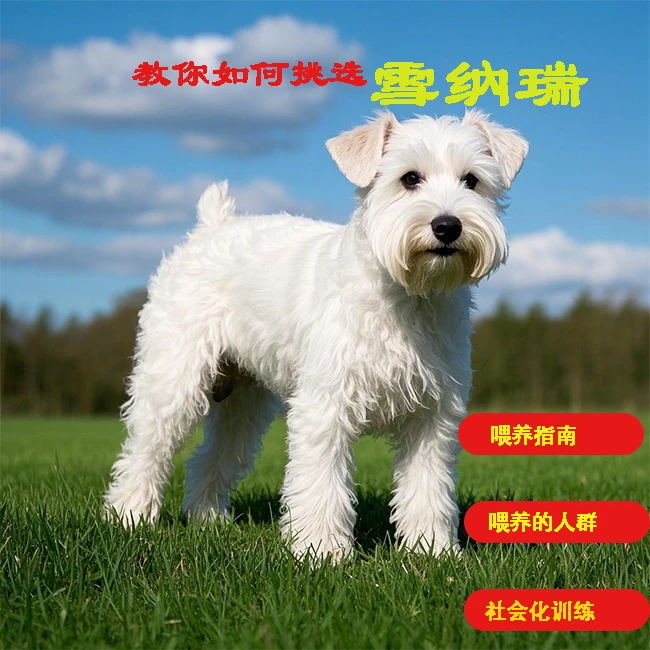 DR萌宠教你选比熊雪纳瑞（注意留意短信提示记得学习）