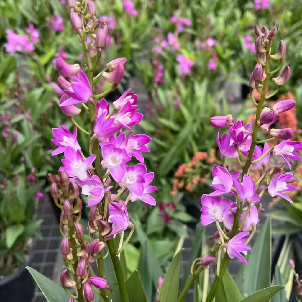 暗香石斛 带花剑  0°以下地区需拍保温棉否则冻伤不售后