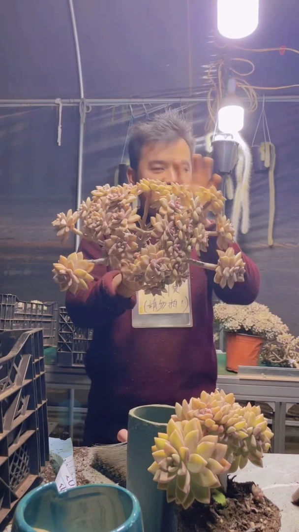 165淡雪缀化一物一拍