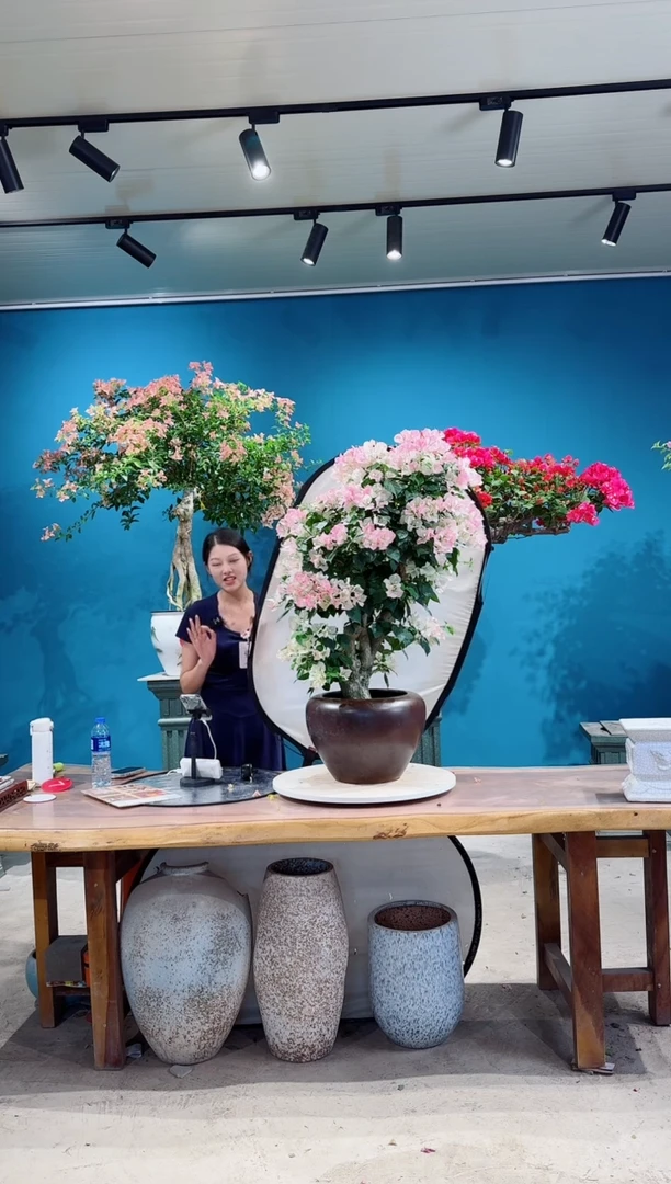 全部花朵绿叶樱花三角梅