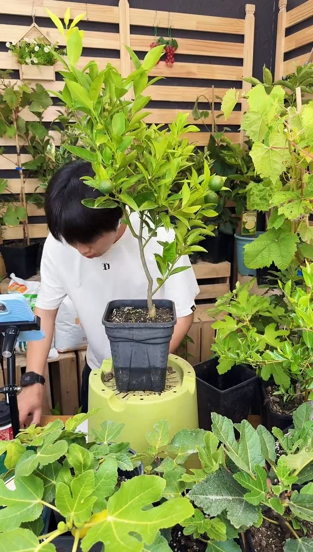 悠**牛一物一拍  美国糖桔 2.8L GSL907