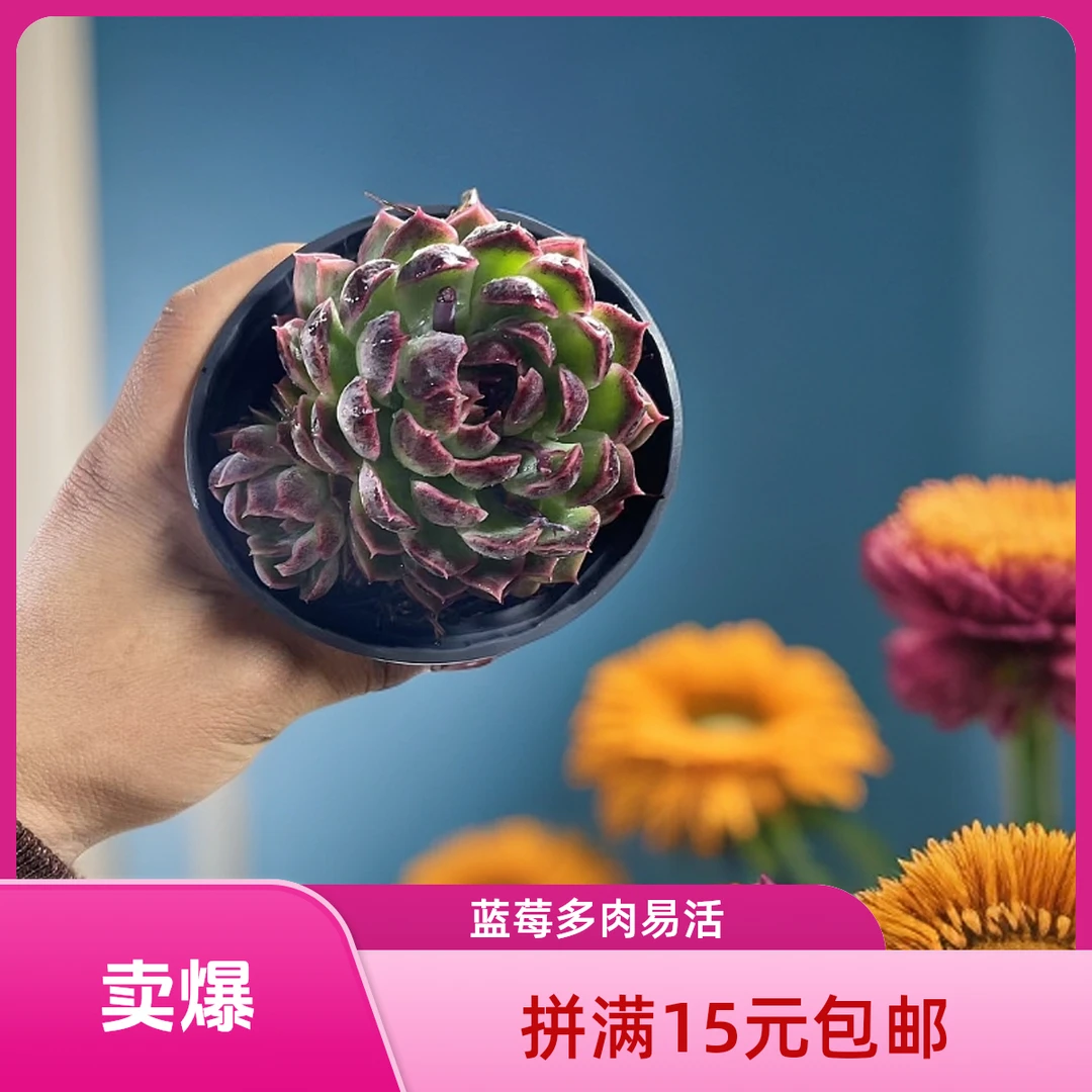 蓝莓(拼满15元包邮)多肉植物阳台露台办公室绿植植新手好养