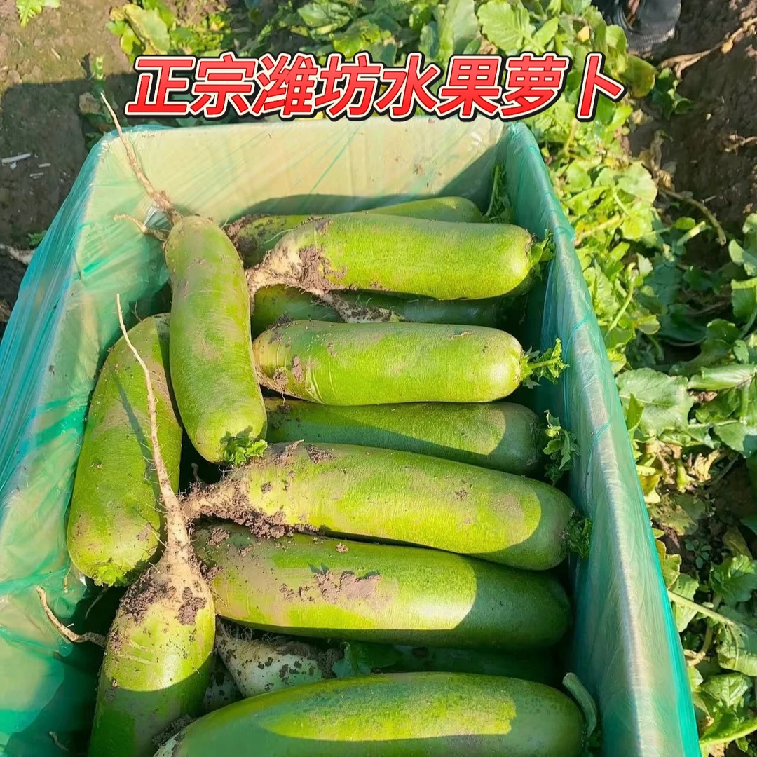 山东潍坊正宗水果萝卜脆甜可口清爽解腻