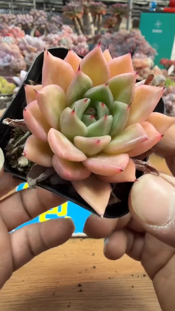 东云多肉园三店-200