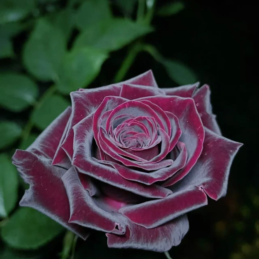 【黑巴克】高级暗红色月季切花玫瑰丝绒感高脚杯盆栽抗性强庭院地栽