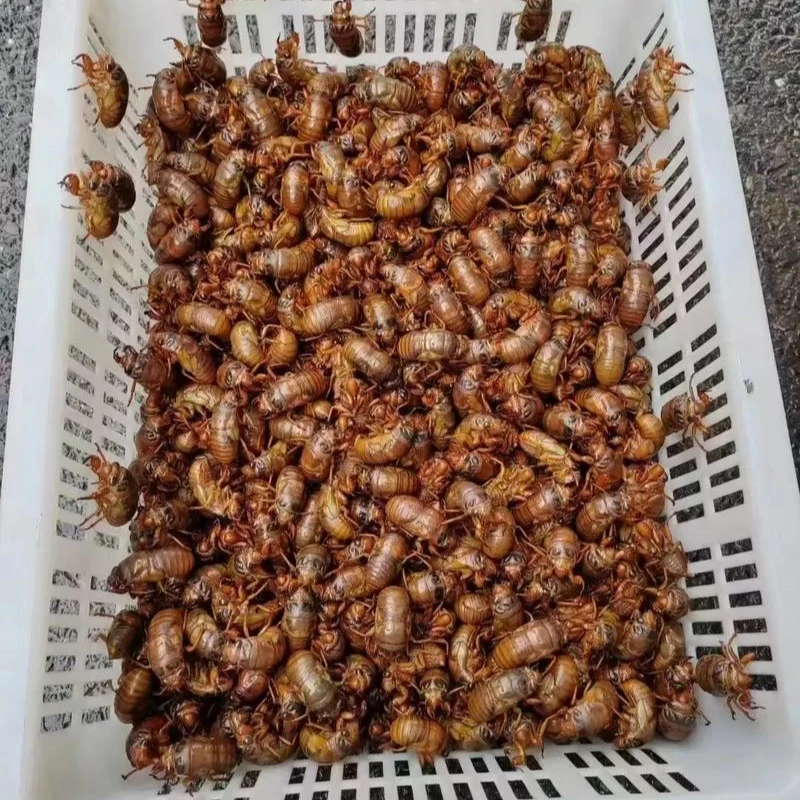 鲜活速冻发货金蝉知了猴顺丰发货50只100只装油炸吃孜然吃都好吃