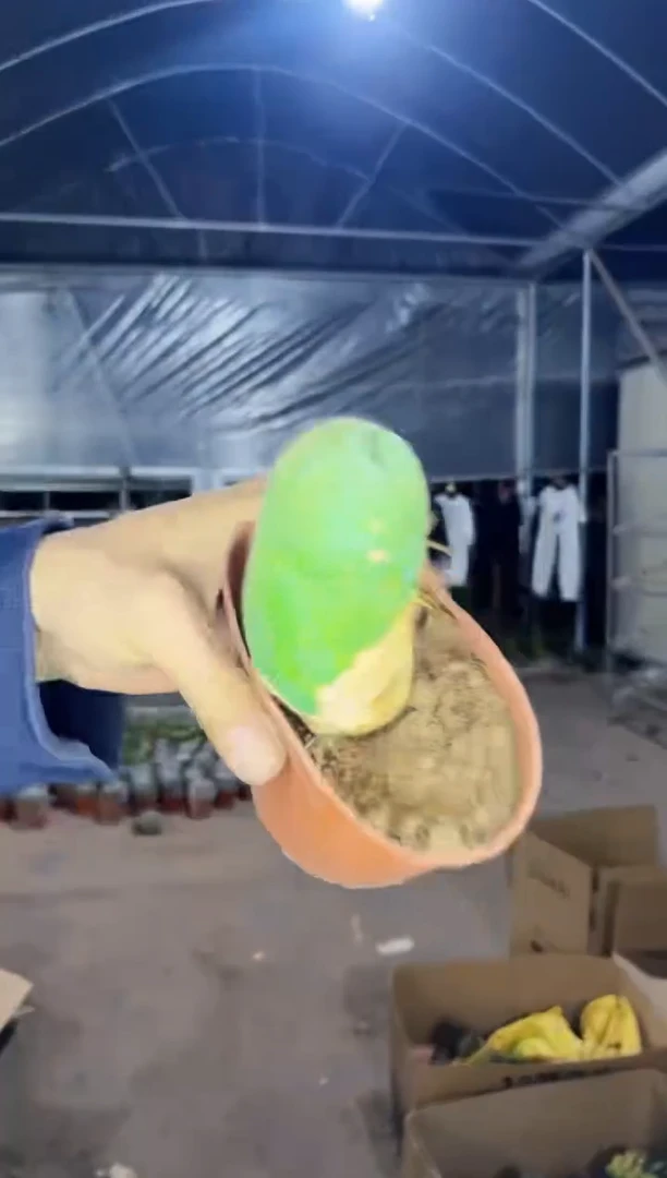 【闪购商品】程程柱