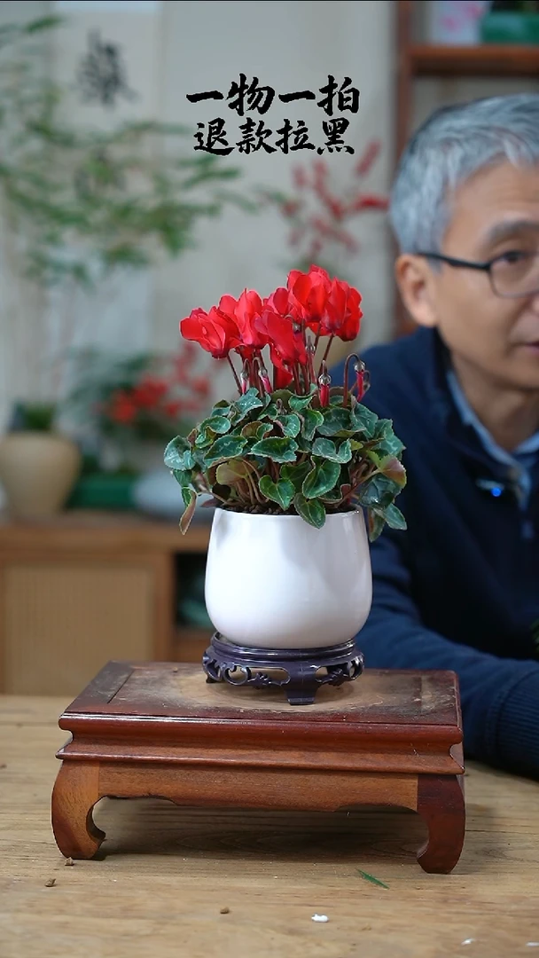 完全开放岁***~仙客来249