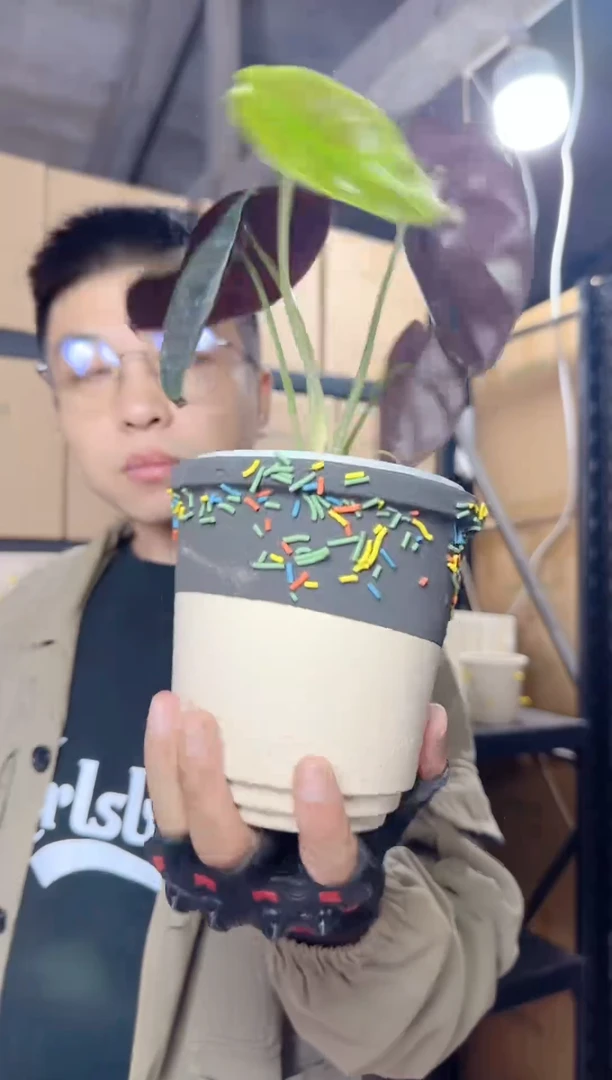 13口径黑巧糖条白陶