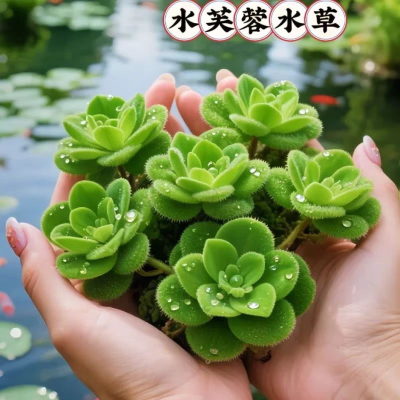 水芙蓉浮萍养龟好养水草水生水培植物养龟新手造景净化水质养鱼缸