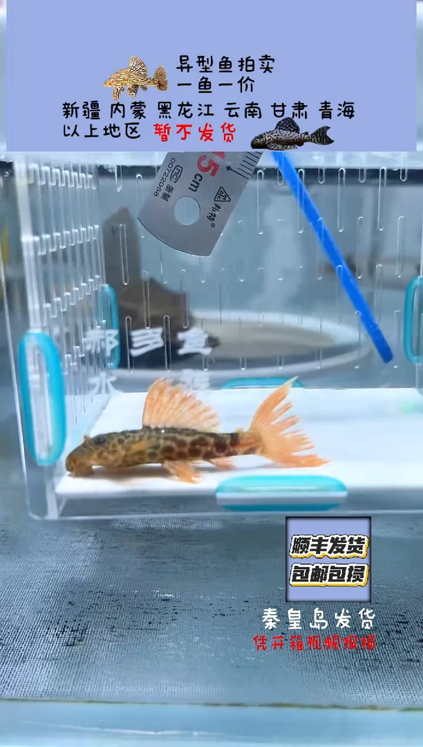 清道夫5.5不包入缸损60