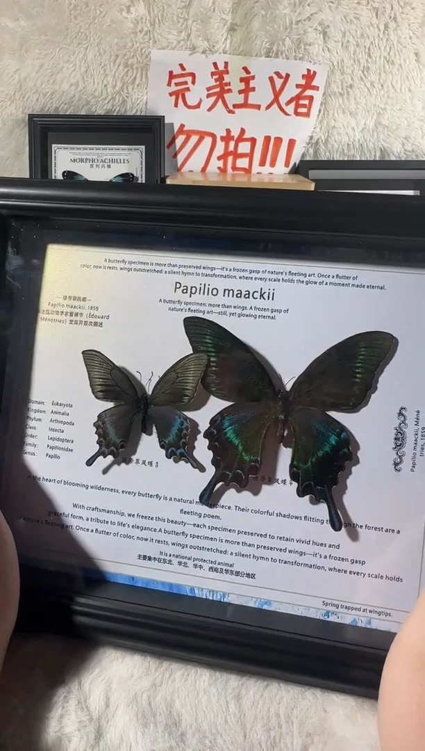 木横板绿带双生