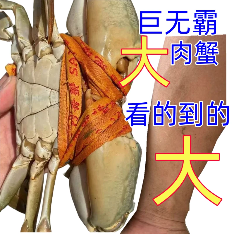 【一只吃到饱】东山岛大青蟹肉多钳超大海鲜活特大肉菜蟹原产地直发