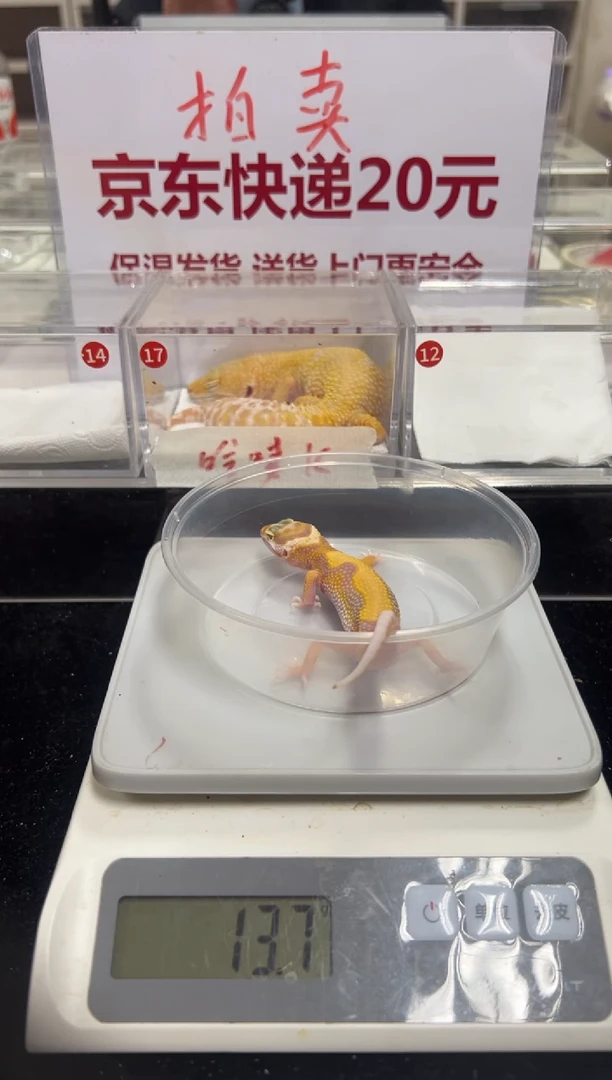 豹纹守宫111111111