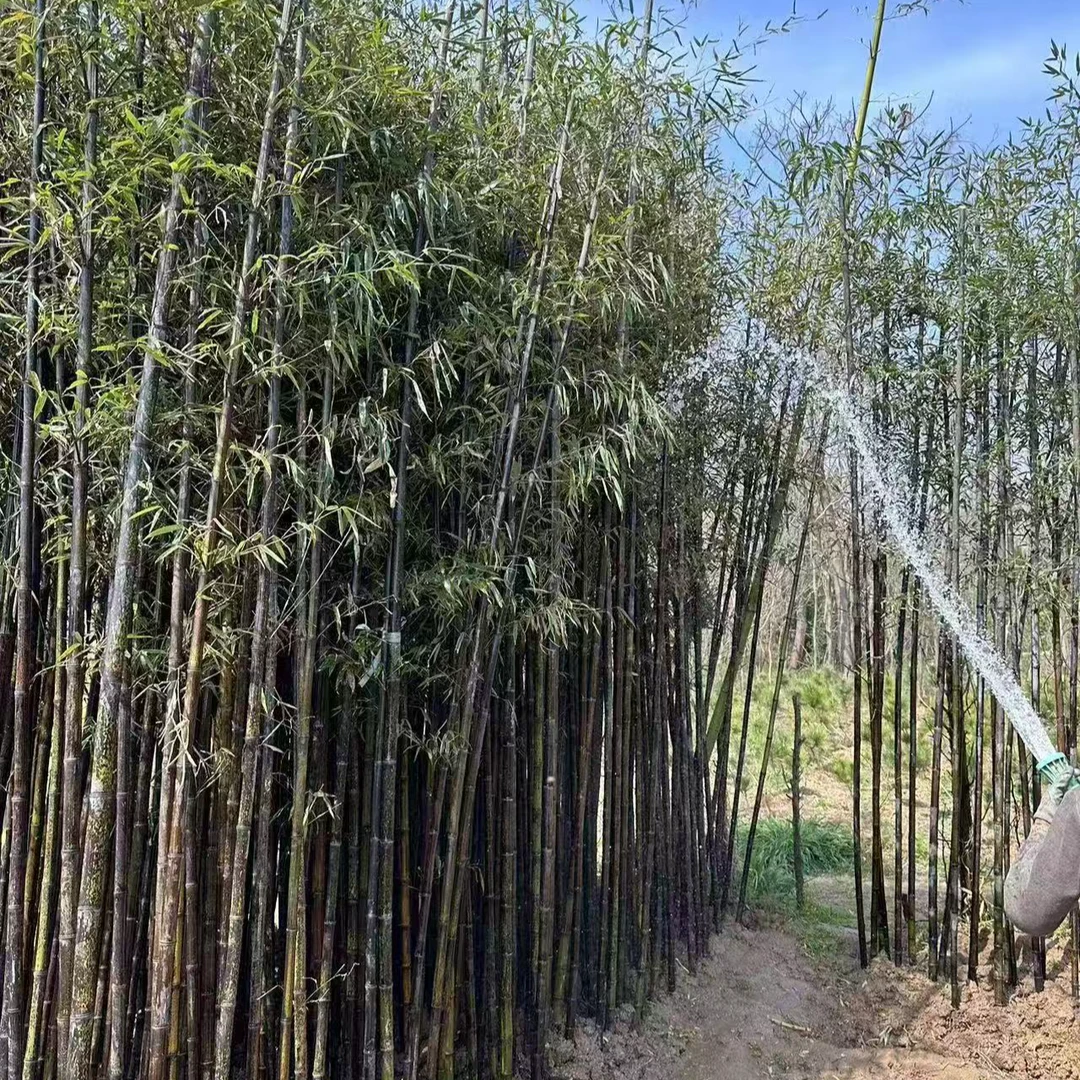 紫竹苗四季常青耐寒庭院植物观赏地栽盆栽
