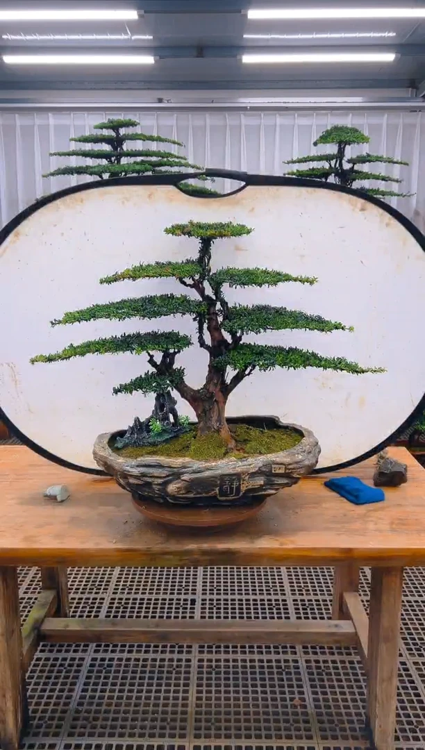 无花朵黑*精品盆景直播间一物一拍