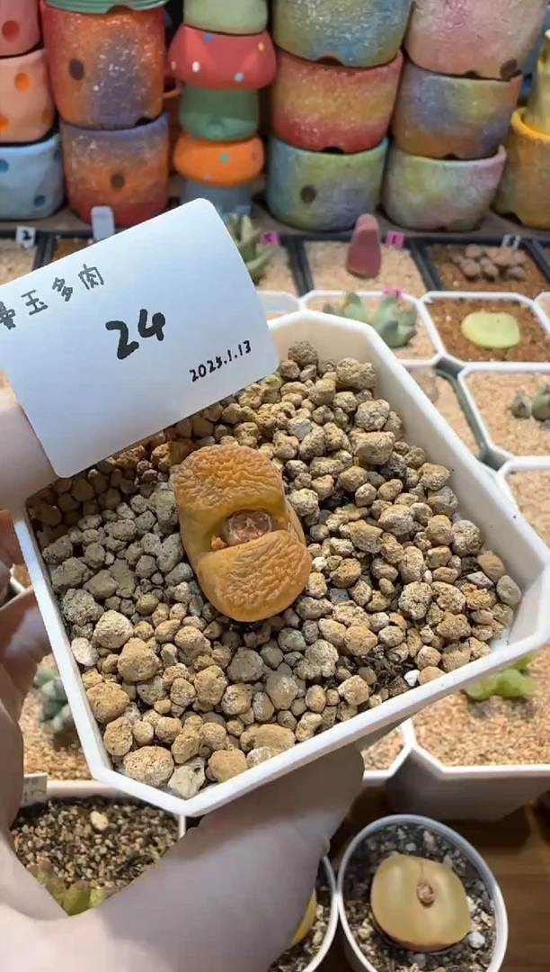 【闪购商品】25.1.13-24