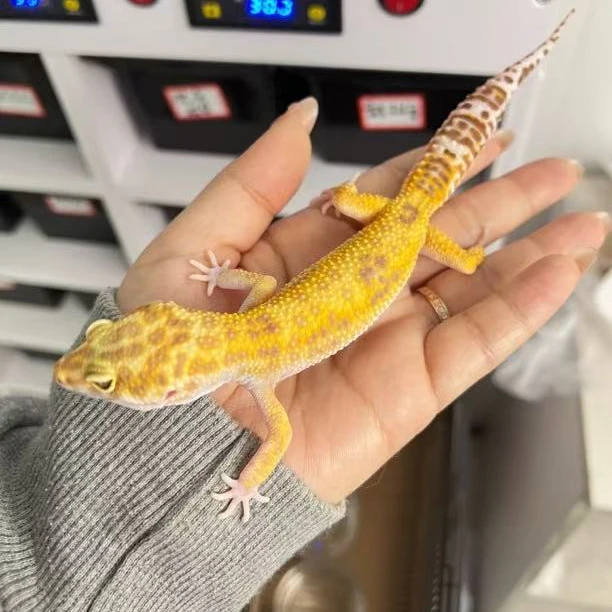 豹纹守宫大亚成体 豹纹守宫亚成