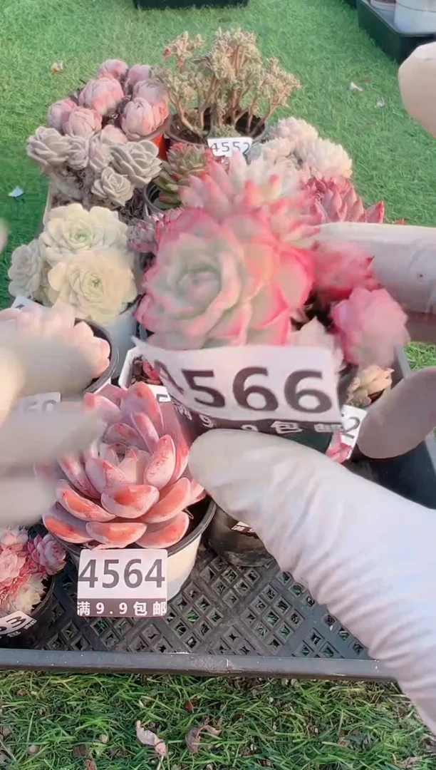 【闪购商品】信福多肉一物一拍1