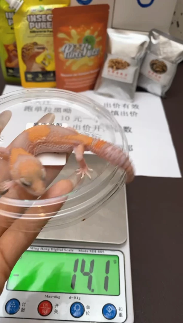 豹纹守宫鳞与尾 Scale Tail 爬宠F7