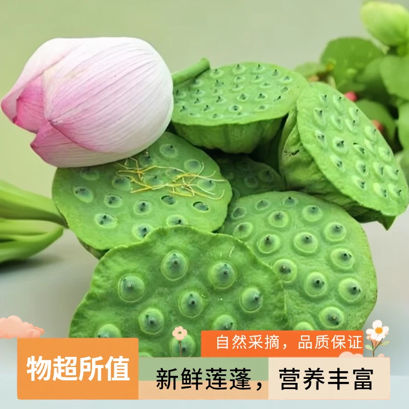 渔湖湾新鲜莲蓬现摘现发清甜爽口当季应季水果可生吃