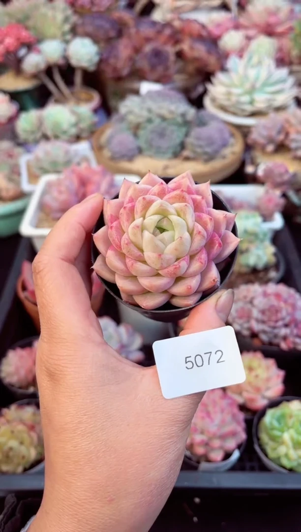 【闪购商品】5072单头多肉