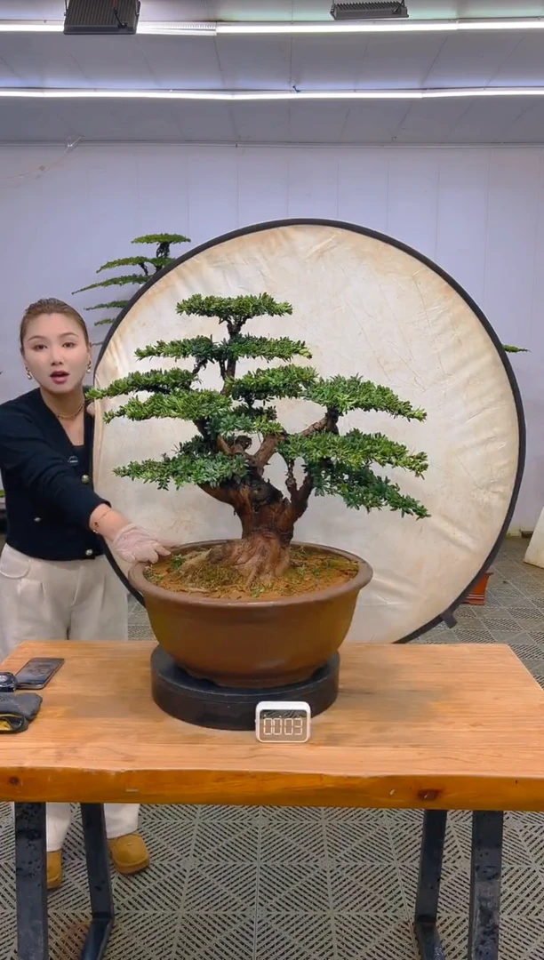 无花朵一物一拍一物一拍