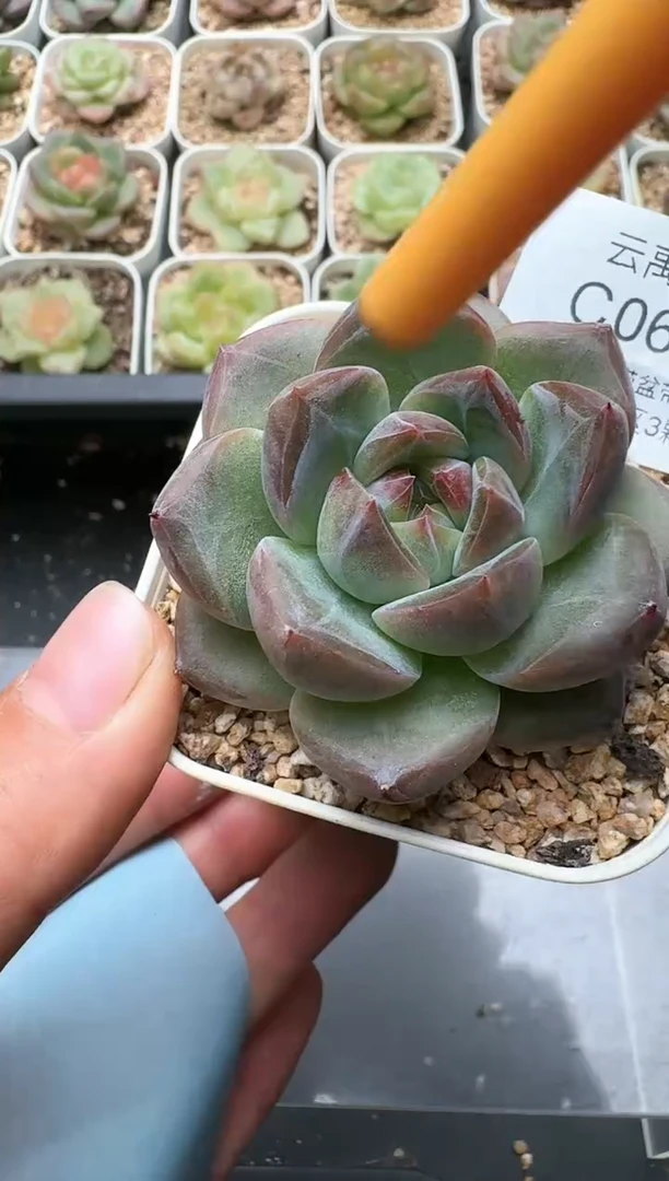 623C云禹多肉植物 带盆土纸巾打包 3颗包邮