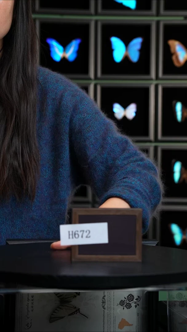 H672蝴蝶标本摆件一口价