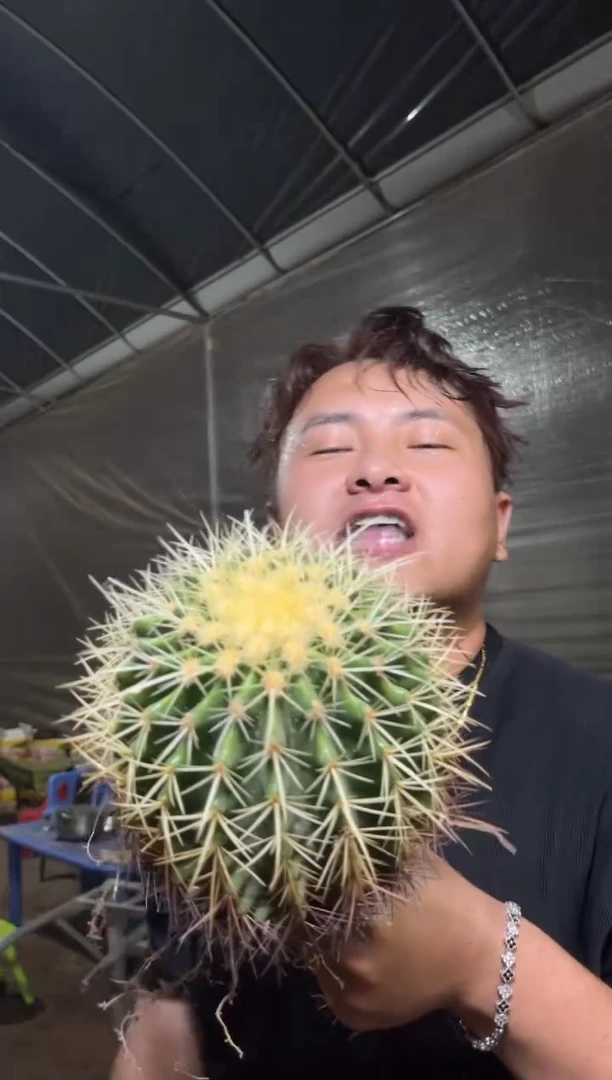 实生根 金虎 11-15cm