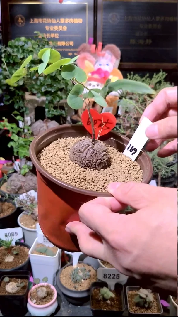 6025号0103精品植物南非龟甲龙单颗