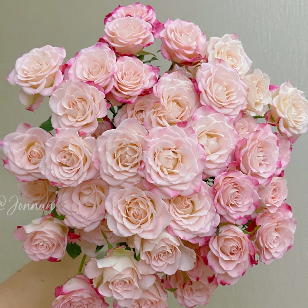 鲜花【小情人折射】同地址两单升级冷链送货上门