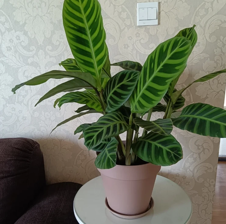 卉仔 ·【青背天鹅绒竹芋】叶片毛绒质感室内观叶植物四季常青直发