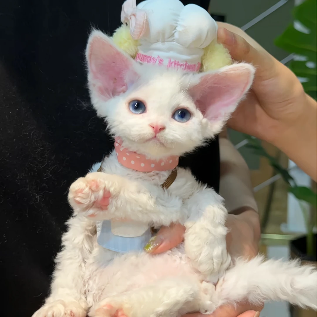 【焱森Devon德文猫舍】可爱德文猫咪