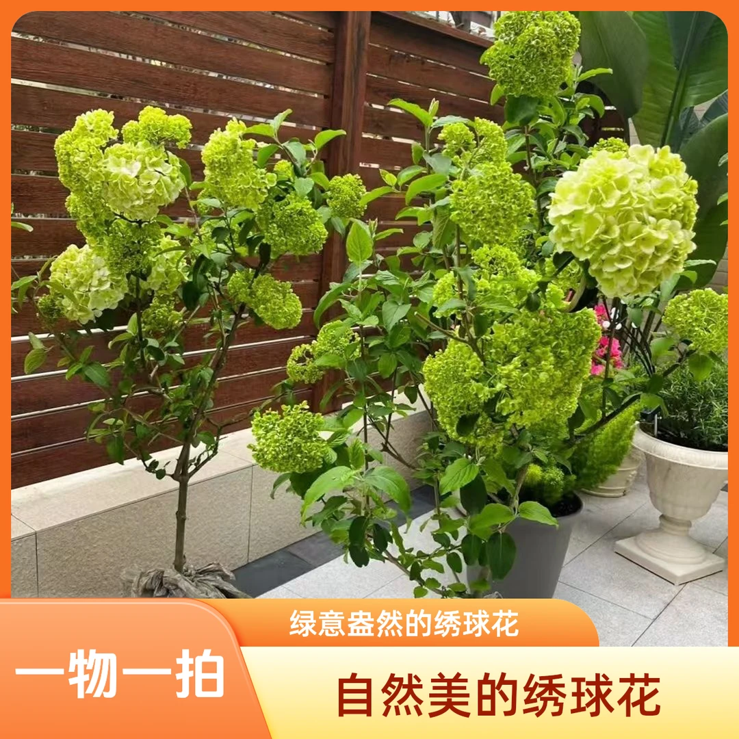 中华木绣球大花斗球树苗耐寒耐冬耐冻木本花卉花期超长庭院观赏花