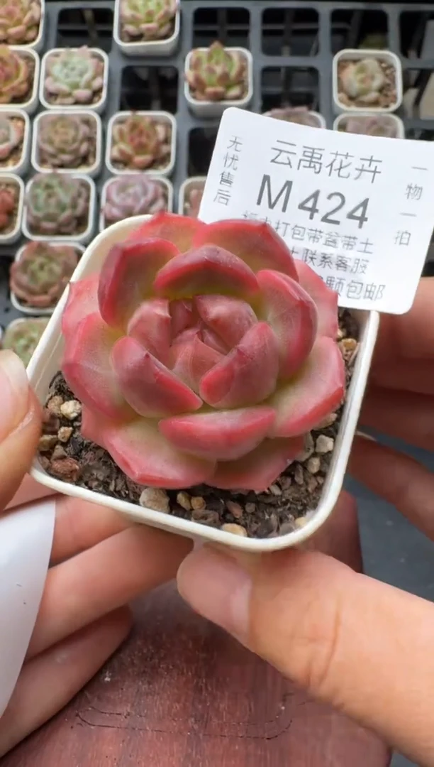 424M带盆土发 当场拍3颗以上包柚 多肉植物 一物一拍