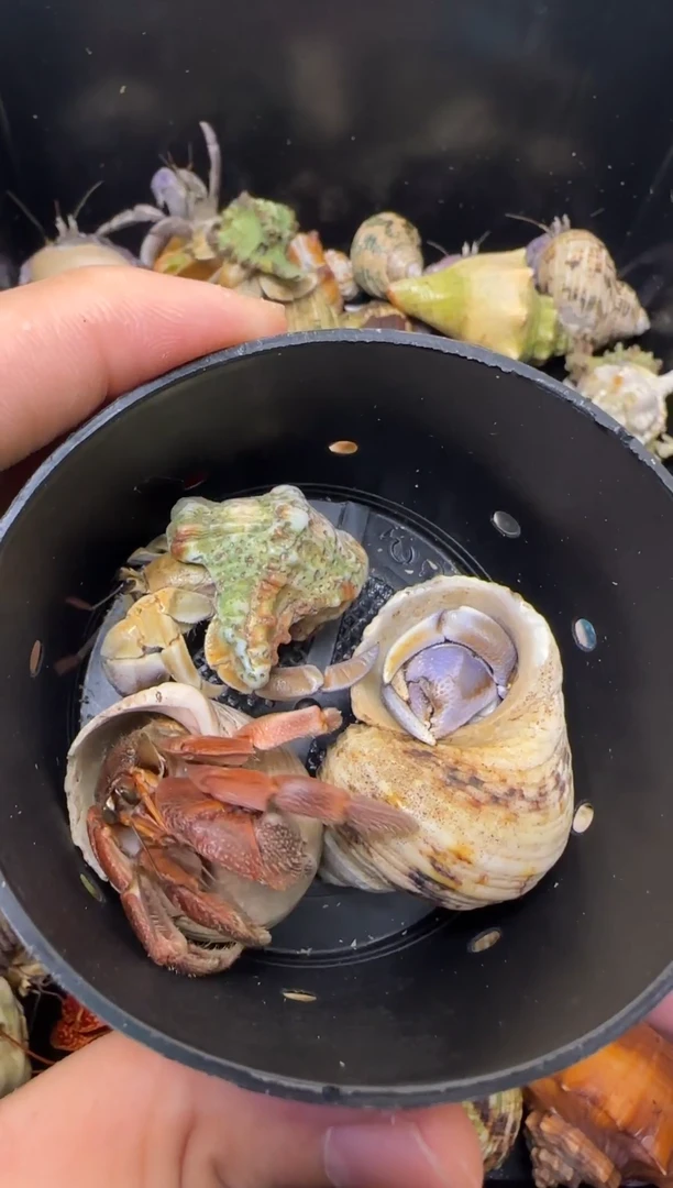 不理不拉+里拉+彩灰