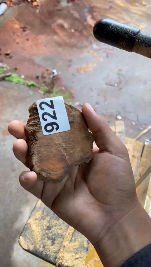 柏木（崖柏）太行山陈化崖柏一片