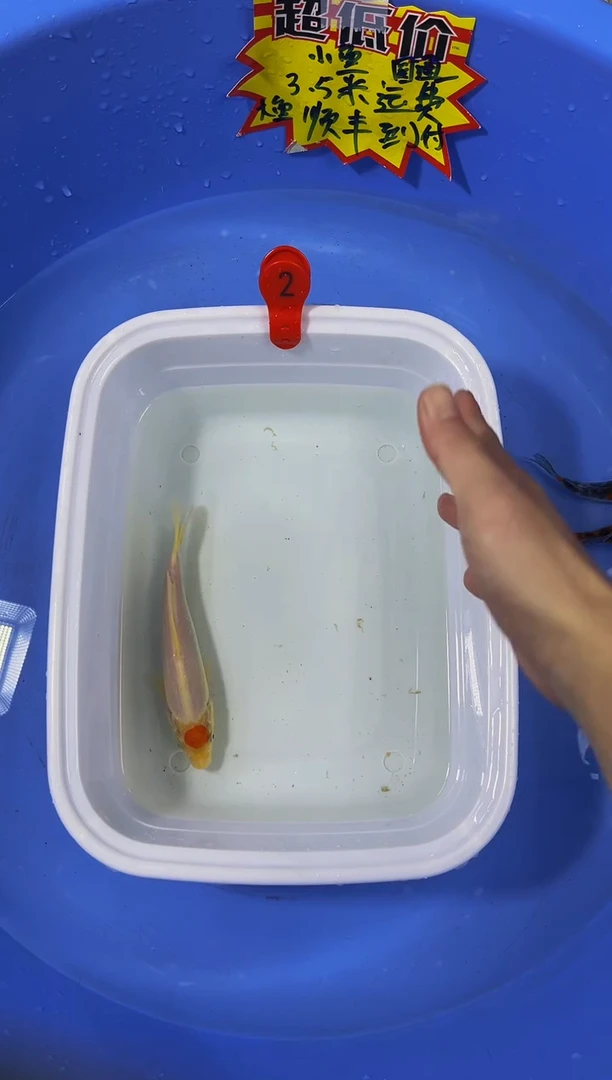 锦鲤活体二号链接
