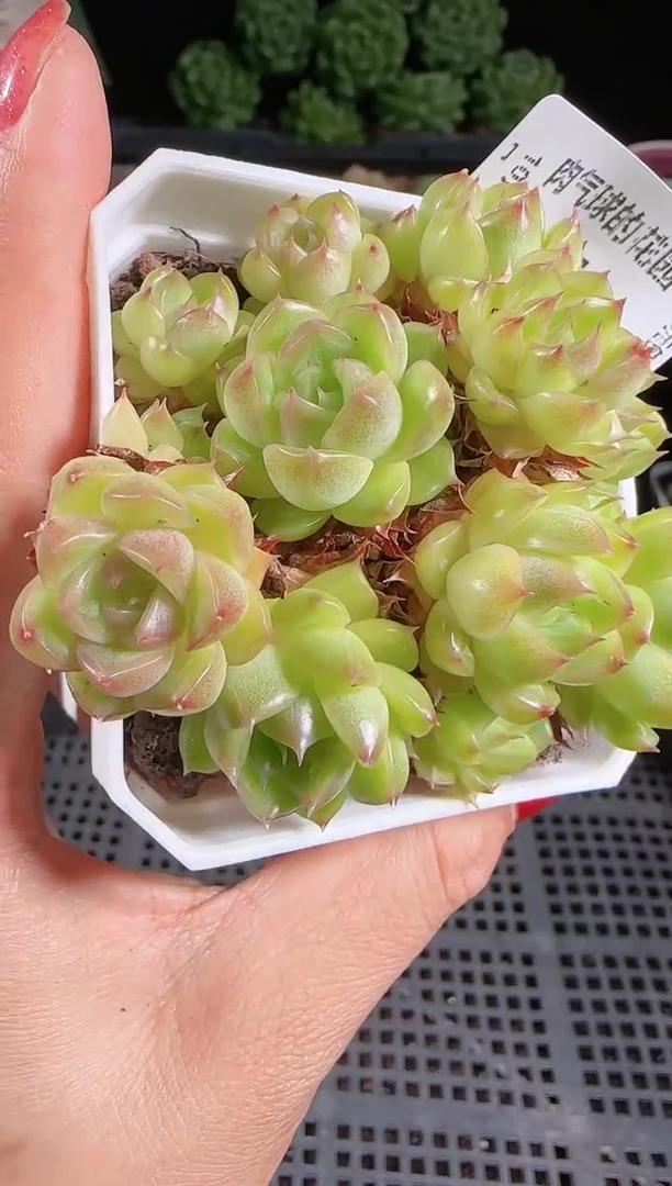 1029-270麦秆优选不包整