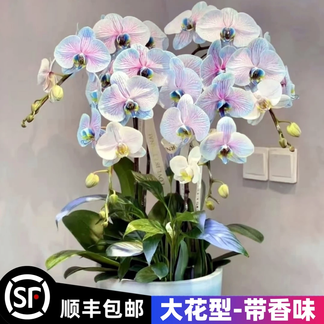 蝴蝶兰盆栽大花型带花剑花苗带花苞兰花大苗客厅阳台吸色四季花卉