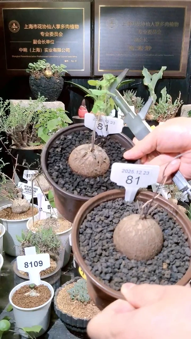 81号1223福利南非龟甲龙买一送一