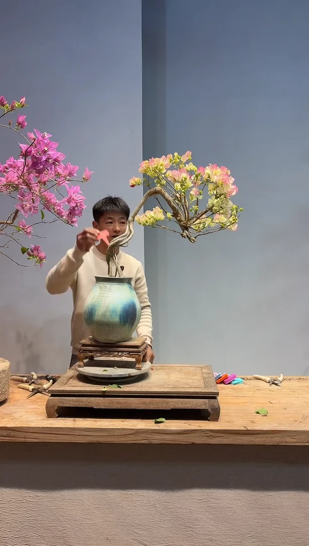 以实际为准三角梅36