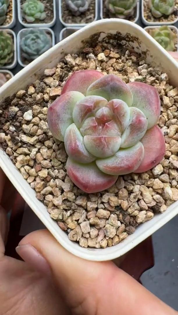 508N当天拍3颗包柚 带盆土发纸巾打包 云禹花卉 珍妮多肉植物