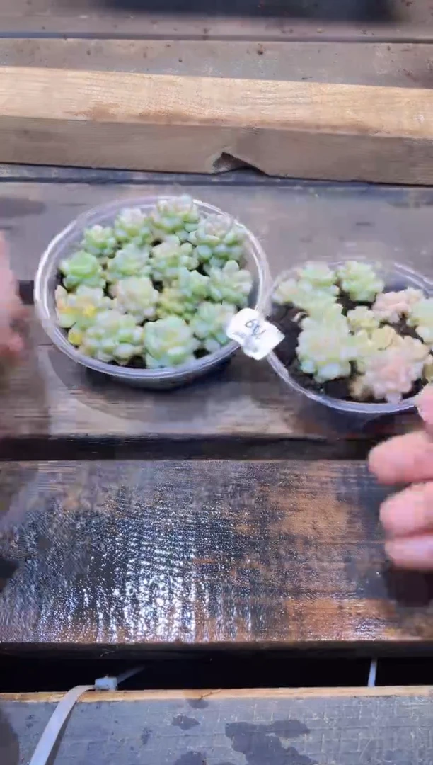 【闪购商品】109阳光玫瑰量拍