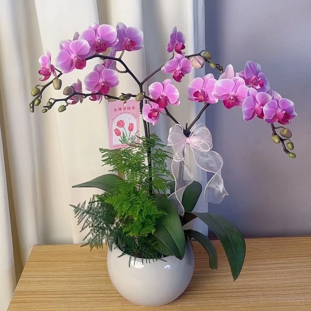 简香《糖果》鲜花高端蝴蝶兰艺术组盆鲜花摆设高端花卉