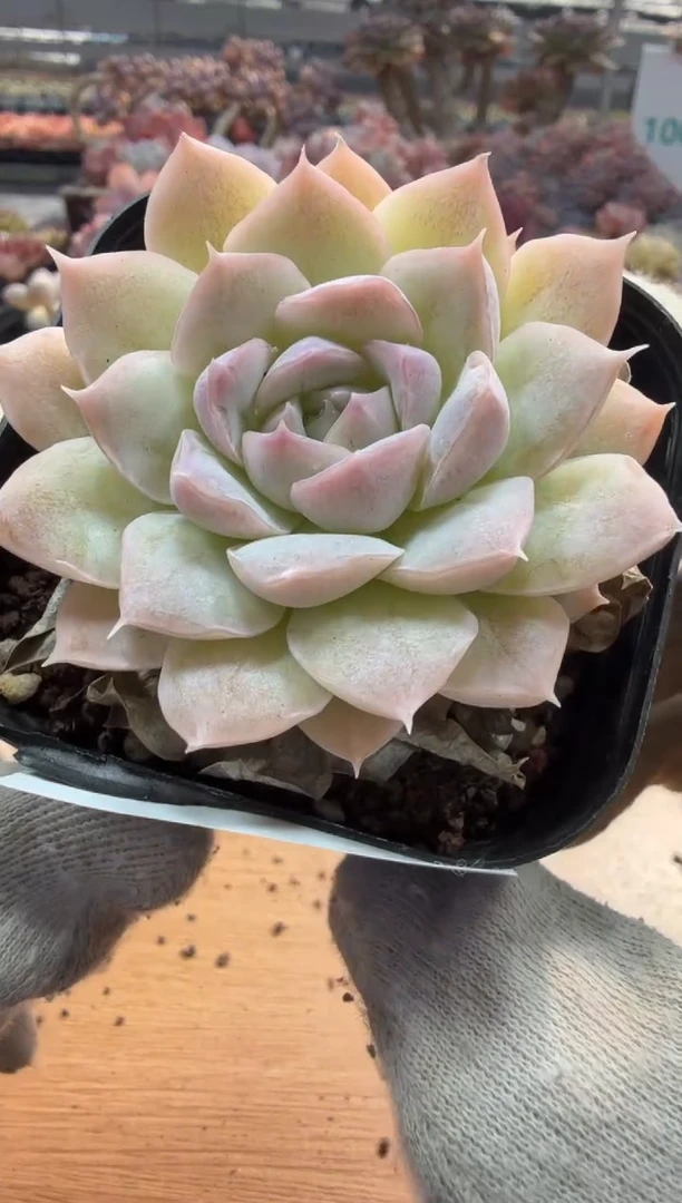 东云多肉园三店-20